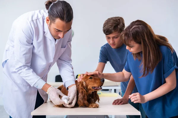 Médico veterinário examinando cão golden retriever na clínica — Fotografia de Stock