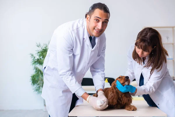 Médico veterinário examinando cão golden retriever na clínica — Fotografia de Stock