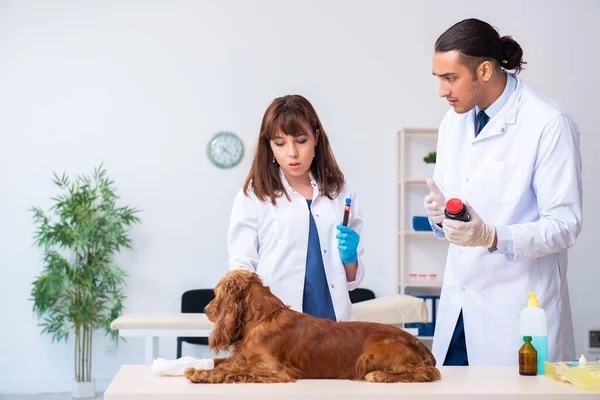 Médico veterinário examinando cão golden retriever na clínica — Fotografia de Stock