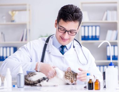 Kedi muayenesi için veteriner.