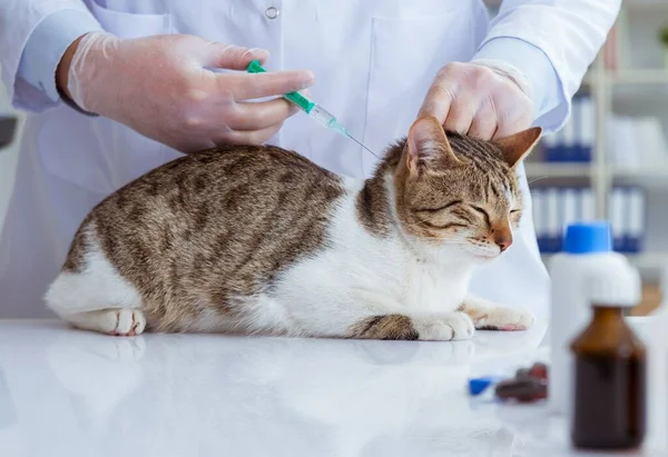 Cat visiting vet for regular checkup — Stock Photo, Image