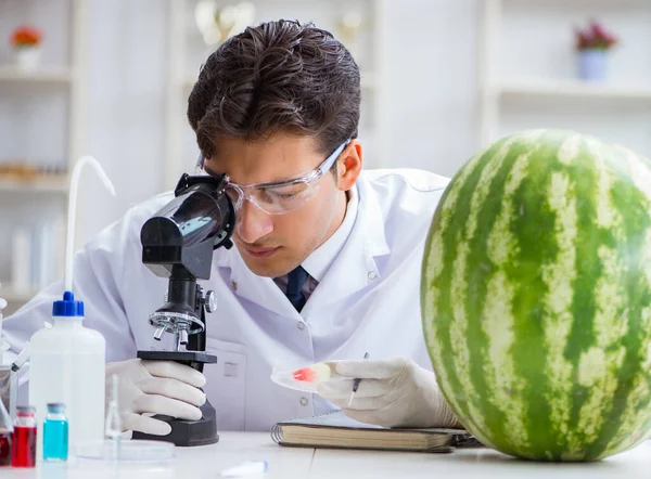 科学家在实验室里测试西瓜 — 图库照片