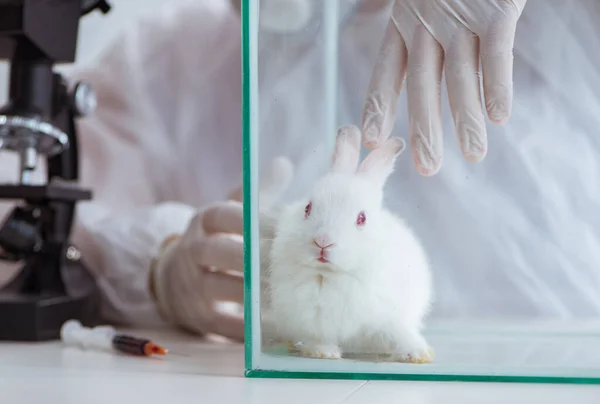 White rabbit in scientific lab experiment