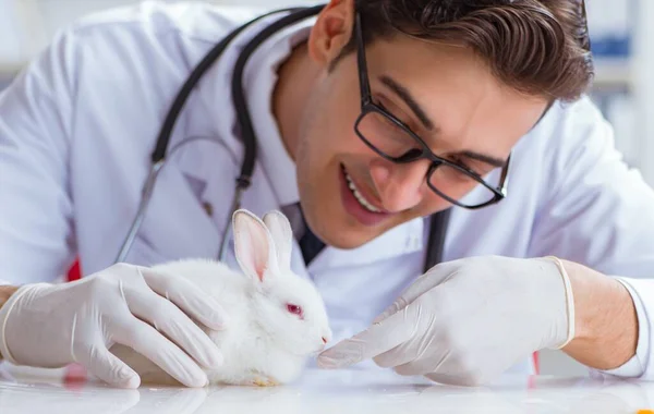 Vet doctor examining rabbit in pet hospital — Stock Photo, Image