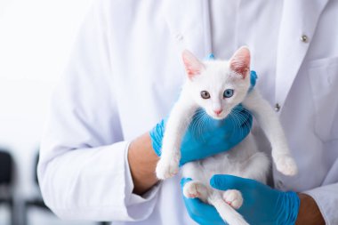 Genç erkek doktor hasta kediyi muayene ediyor.