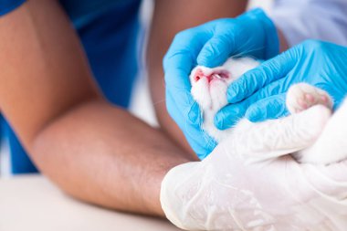 İki genç veteriner hasta kediyi muayene ediyor.