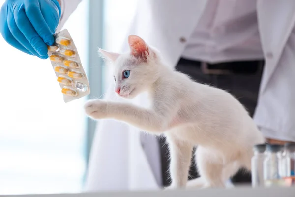 Junger Arzt untersucht kranke Katze — Stockfoto