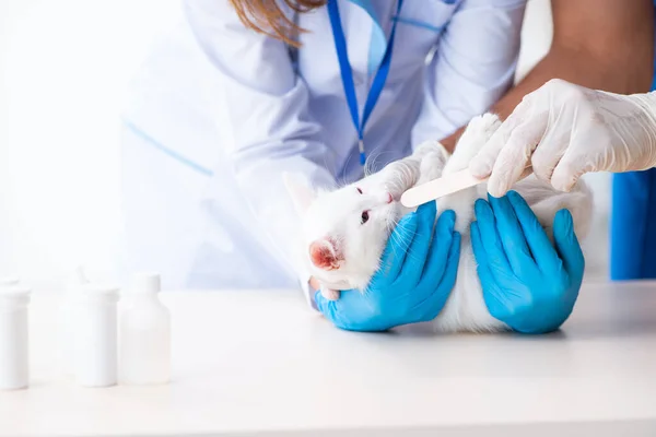 Two young vet doctors examining sick cat