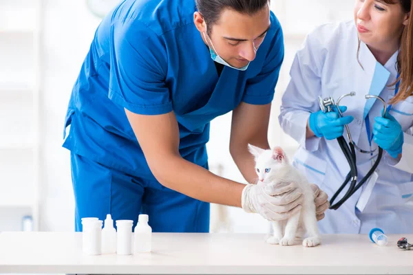 二人の若い獣医の医師は病気猫を調べる — ストック写真