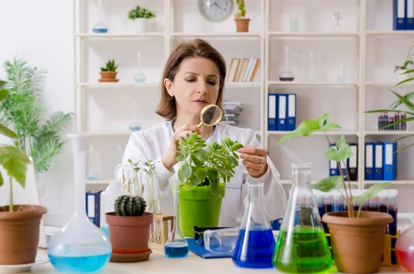 Ancienne chimiste en biotechnologie travaillant dans le laboratoire — Photo