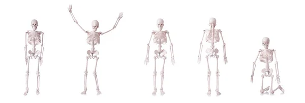 Skeleton isolated on the white background — Stock Photo, Image