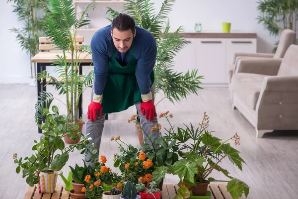 Giovane giardiniere maschio con piante al chiuso — Foto Stock