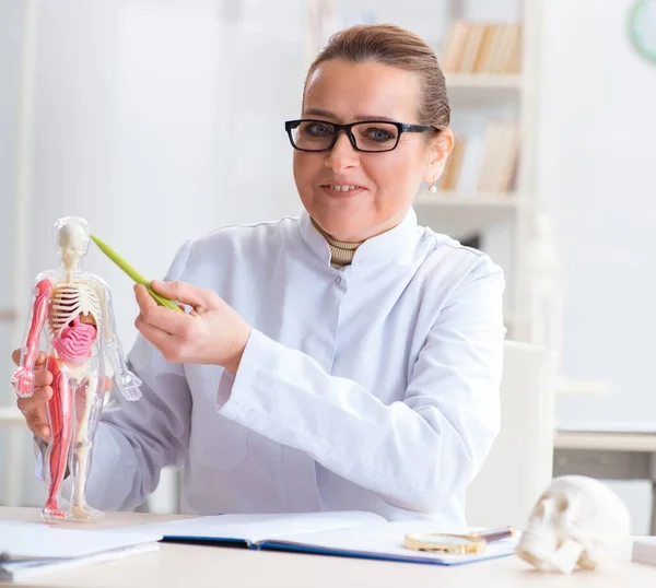 Женщина-врач изучает скелет человека — стоковое фото