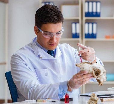 Paleontolojist soyu tükenmiş hayvan kemiklerine bakıyor