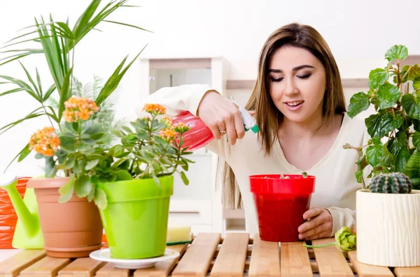 Joven jardinero femenino con plantas en el interior —  Fotos de Stock