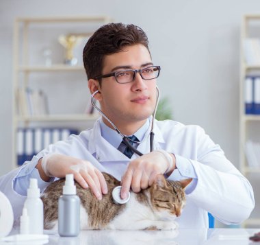 Kedi muayenesi için veteriner.