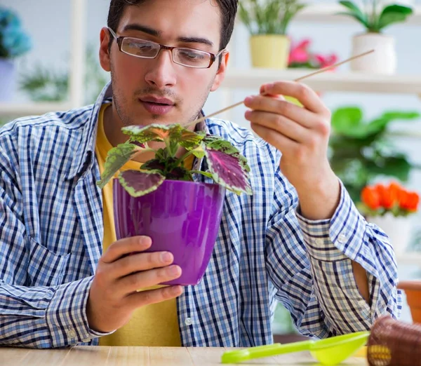 Jeune homme fleuriste travaillant dans un magasin de fleurs — Photo