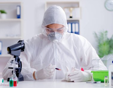 Bilim adamı, laboratuvarda tavşanla hayvan deneyi yapıyor.
