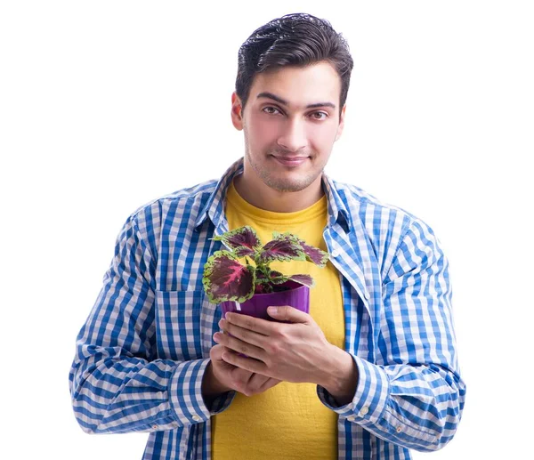 Fleuriste jardinier avec une fleur dans un pot isolé sur fond blanc — Photo