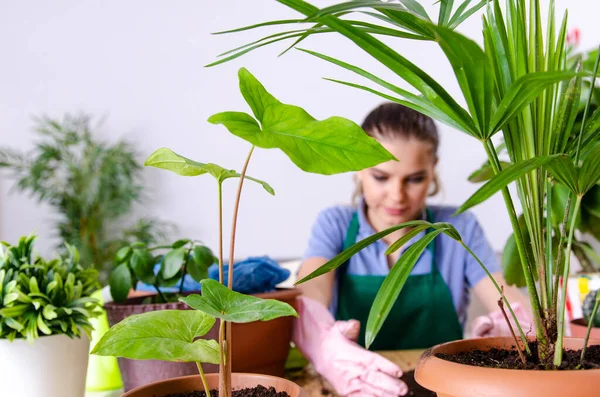 Joven jardinero femenino con plantas en el interior —  Fotos de Stock