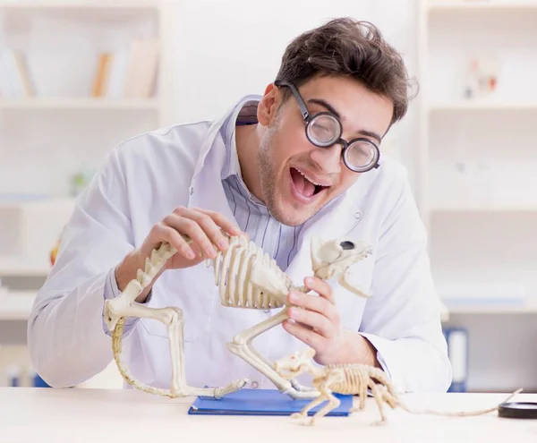 Divertido estudiante loco médico estudiando esqueleto animal —  Fotos de Stock