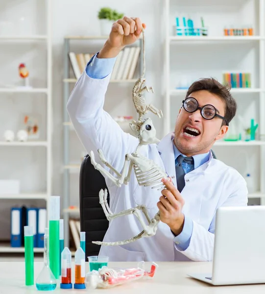 Funny scientist with cat skeleton in lab clinic