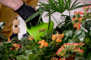 Evin içinde bitkileri olan yaşlı erkek bahçıvan.