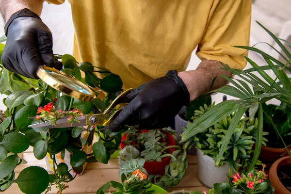 Old male gardener with plants indoors — Stock Photo, Image