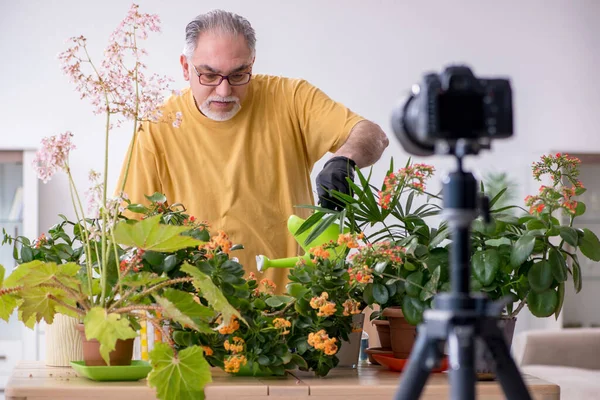 Старий чоловічий садівник з рослинами в приміщенні — стокове фото