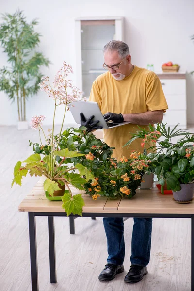 Старий чоловічий садівник з рослинами в приміщенні — стокове фото