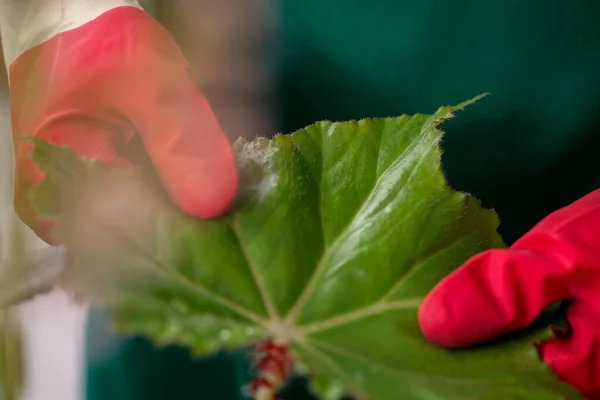 Joven jardinero masculino con plantas en el interior — Foto de Stock