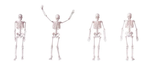 Σκελετός απομονωμένος στο λευκό φόντο — Φωτογραφία Αρχείου