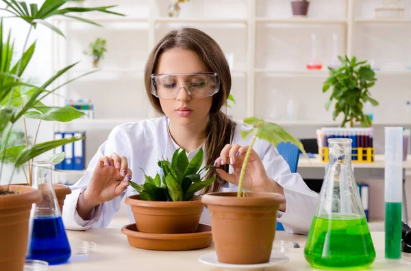 Joven química biotecnológica hermosa trabajando en el laboratorio — Foto de Stock