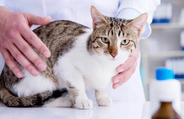 Cat visiting vet for regular check up — Stock Photo, Image