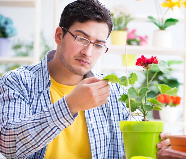 Jardinier fleuriste travaillant dans un magasin de fleurs avec des plantes maison — Photo