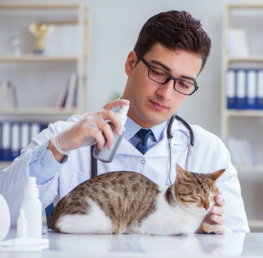 Kedi muayenesi için veteriner.