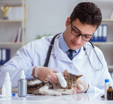 Kedi muayenesi için veteriner.