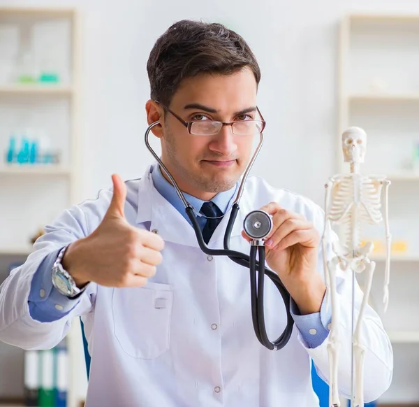 Doctor student studying the bones of skeleton — Stock Photo, Image