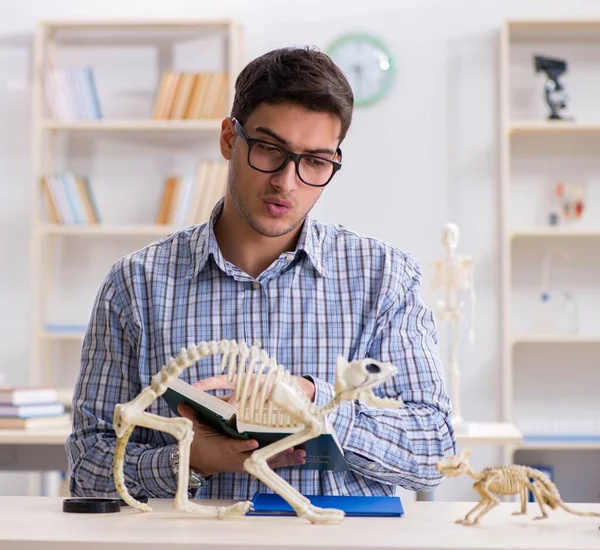 Öğrenci doktor hayvan iskeleti üzerinde çalışıyor. — Stok fotoğraf