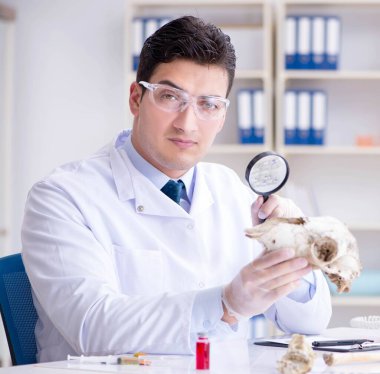 Paleontolojist soyu tükenmiş hayvan kemiklerine bakıyor