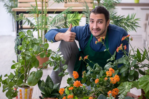 Jeune jardinier masculin avec des plantes à l'intérieur — Photo