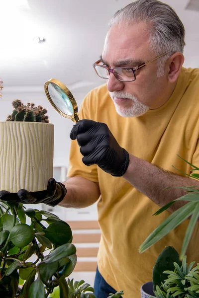 屋内植物と古い男性庭師 — ストック写真
