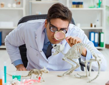 Laboratuvar kliniğinde kedi iskeleti olan komik bir bilim adamı.