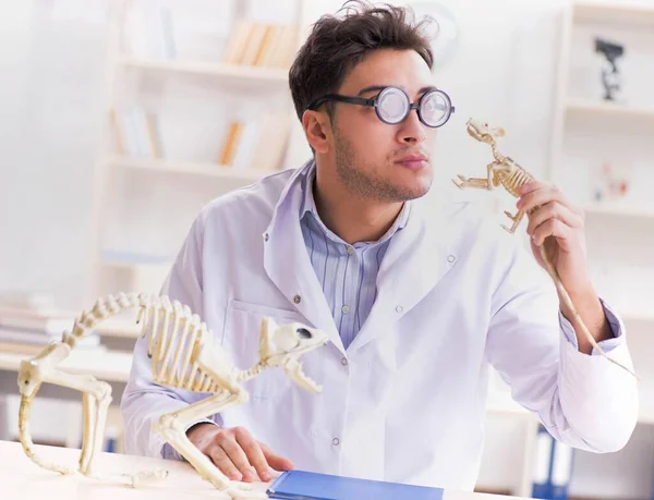 Divertido estudiante loco médico estudiando esqueleto animal —  Fotos de Stock