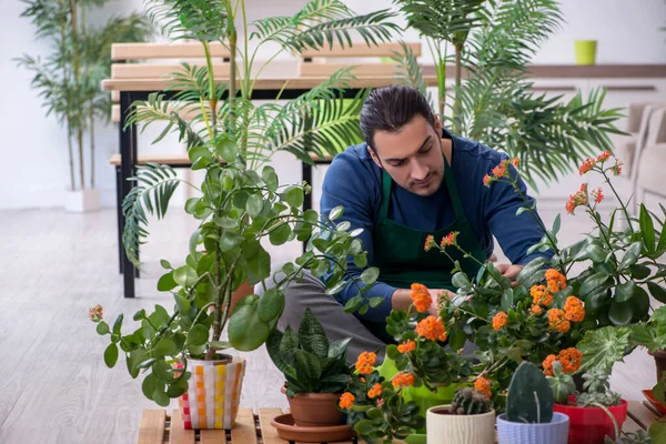 Молодий чоловічий садівник з рослинами в приміщенні — стокове фото