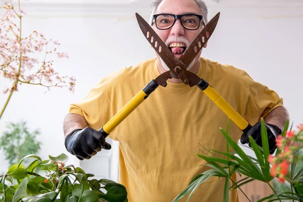 Old male gardener with plants indoors — Stock Photo, Image