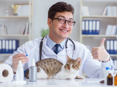 Kedi muayenesi için veteriner.