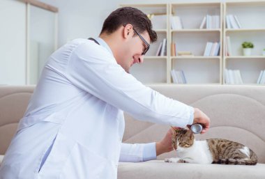 Kedi muayenesi için veteriner.