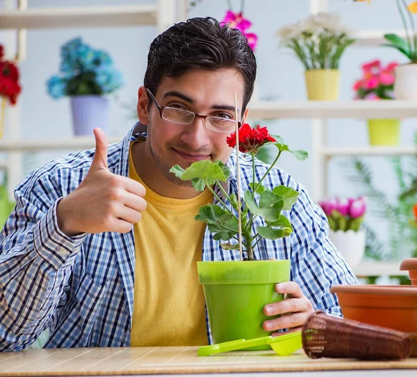 Молодий чоловік флорист працює в квітковому магазині — стокове фото