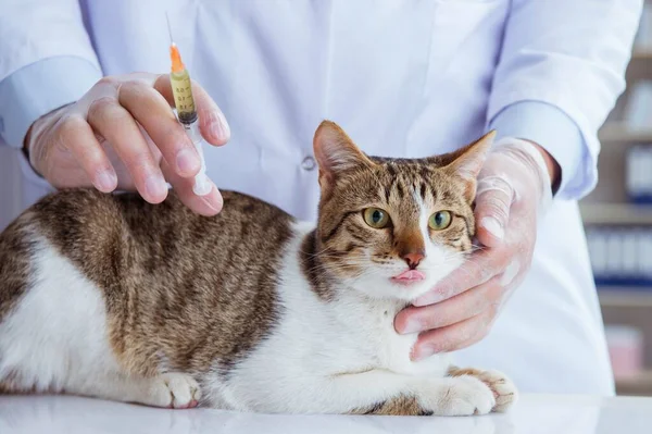 Veterinario visitante de gato para chequeo regular — Foto de Stock